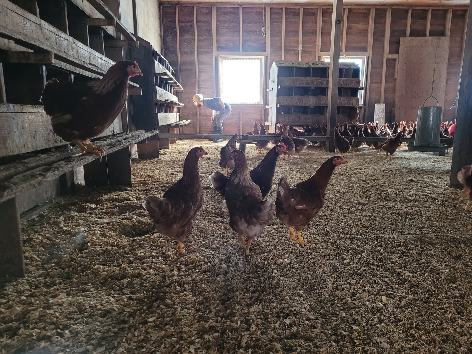 EGG-CEPTIONAL: Baffoni Poultry Farm in Johnston has several more than century-old two-story chicken houses. The farm has about 20,000 chickens. Of those, around 7-8,000 are egg-laying hens, according to owner Adam Baffoni. The chickens lay approximately 3-4,000 eggs per day.